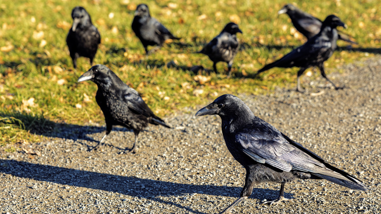 Group of crows on grass and gravel pathway