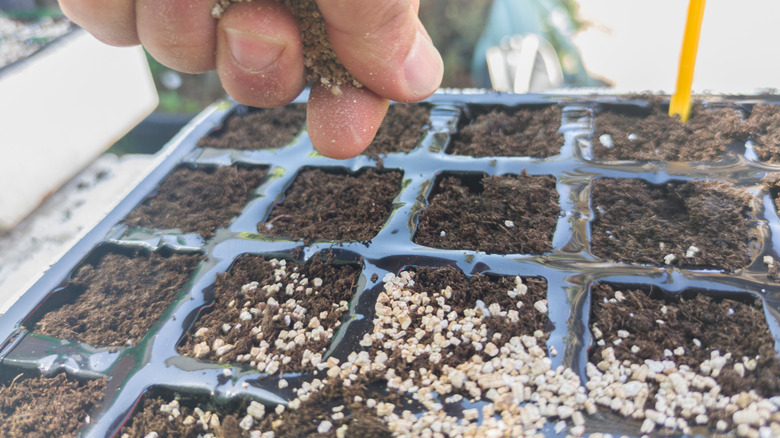person adding vermiculite atop new plants