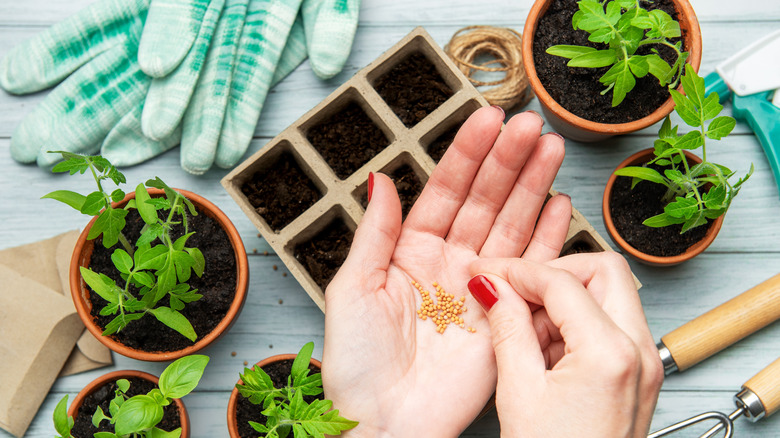 person planting seeds in starter pots