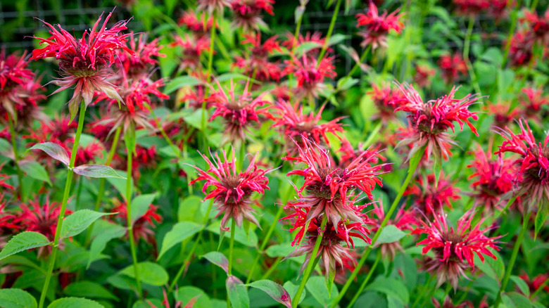 Bee balm blooms held above green foliage
