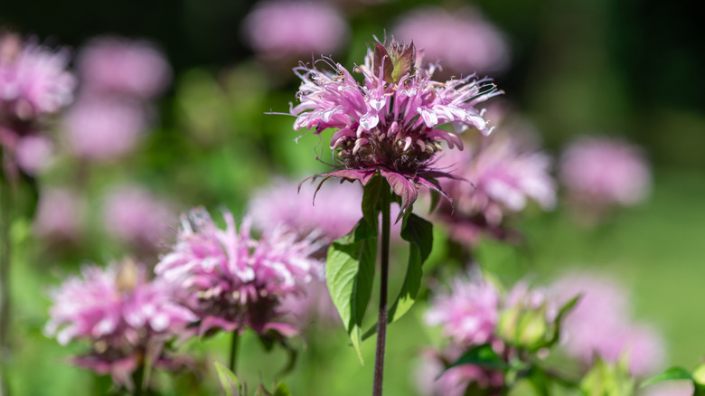 A close-up shot of blooming bee balm