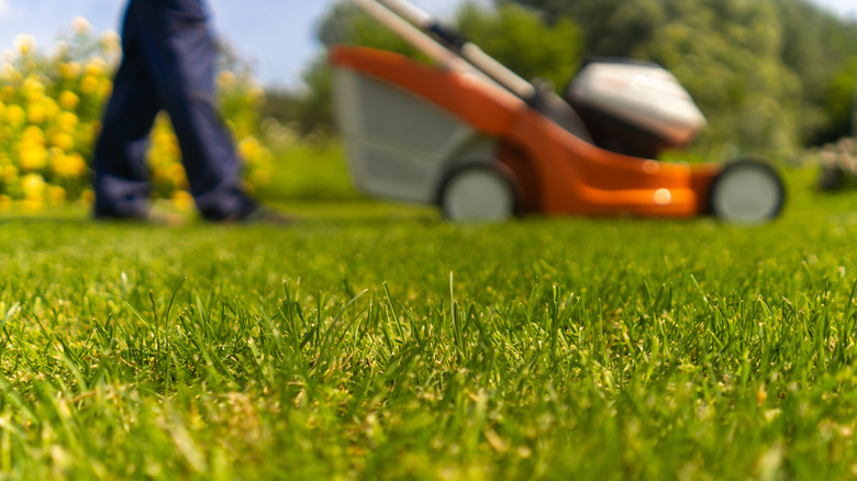 A closeup of a well-manicured lawn with someone using their lawn mower in the background.