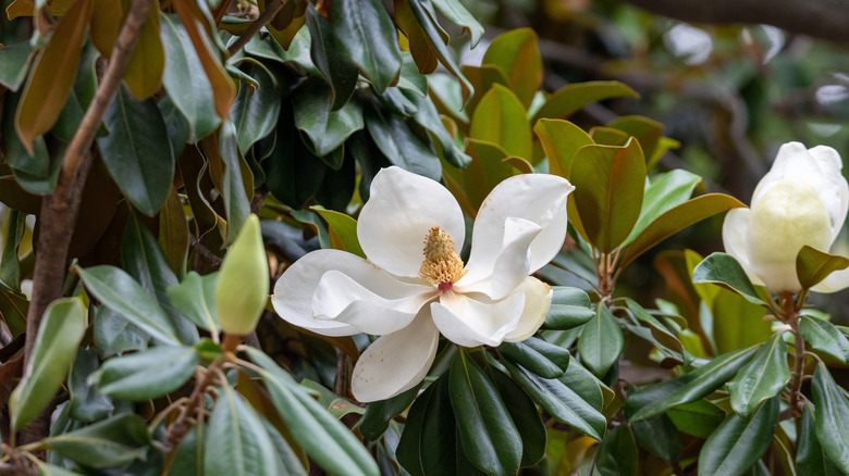 Magnolia tree leaves with a blooming flower