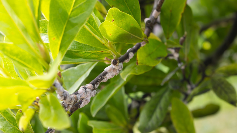 Scale insects on magnolia tree branches