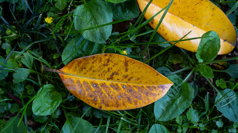 fall yellow magnolia leaves lying in green grass