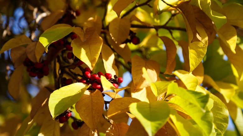 the leaves and fruit of a magnolia tree bathing in sunlight