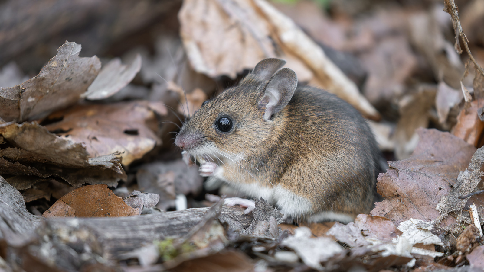 Prevent Mice From Living In Your Grill With These Simple Steps