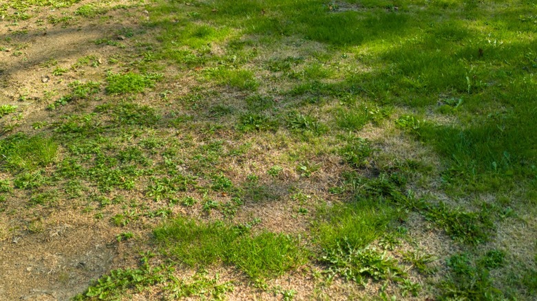 A patchy green lawn.
