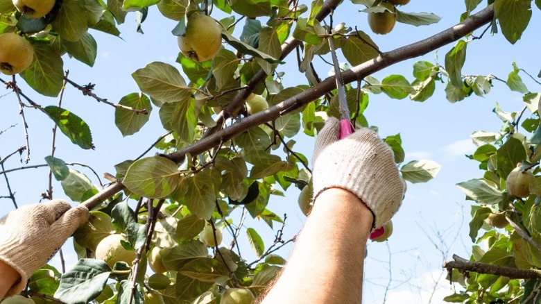 A gardener prunes fruit tree branches.