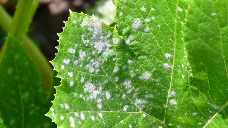 leaf with powdery mildew
