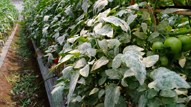 many plants with powdery mildew