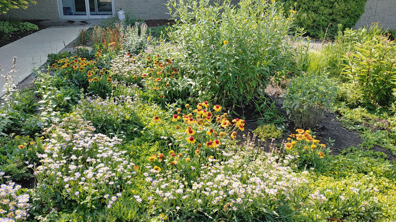 A rain garden helps absorb rainwater