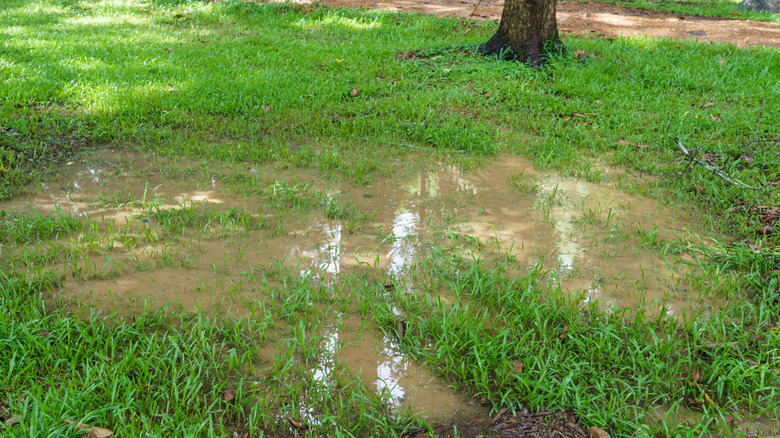 Rain runoff creates a puddle in a lawn