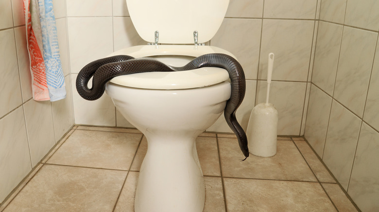 snake in toilet bowl