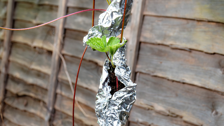 Aluminum foil wrapped around strawberries
