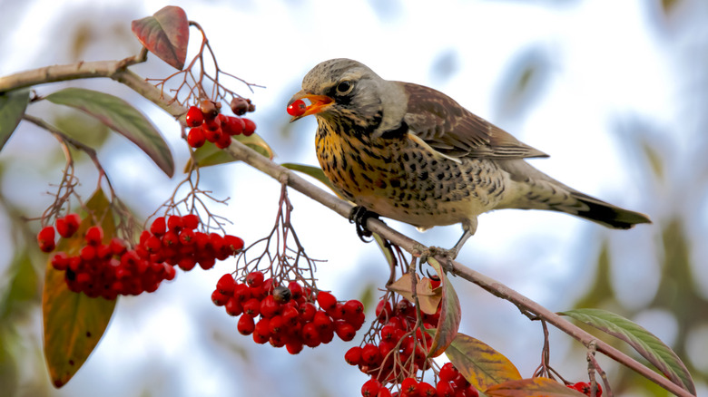 A bird perched on a branch with clusters of bright red berries, holding one berry in its beak