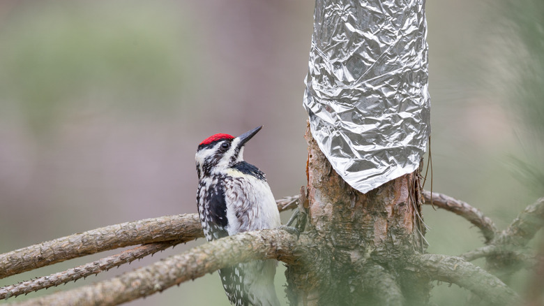 A bird inspecting tinfoil wrapped around a tree to protect it