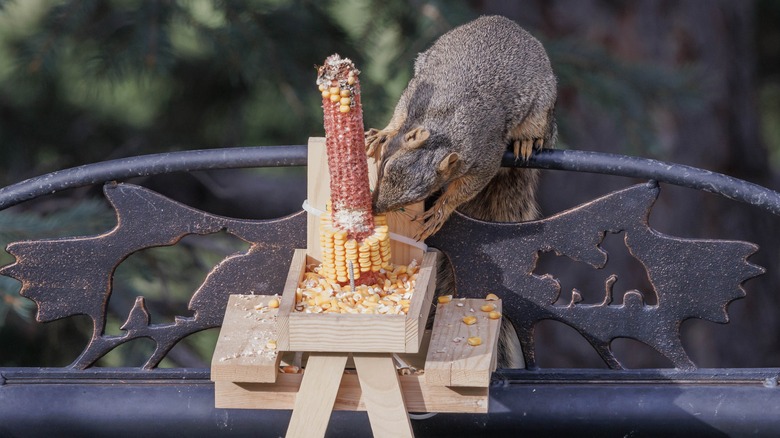 A squirrel eats corn at a tiny picnic table on an iron fence
