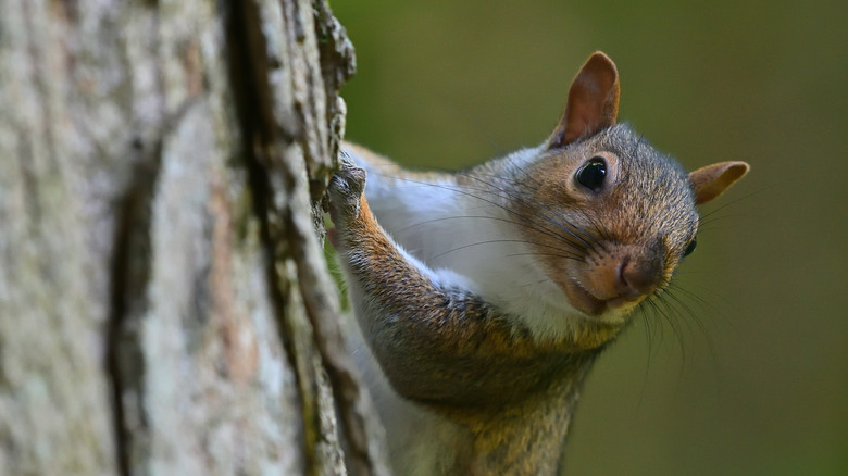 A squirrel peaks out from behind a tree