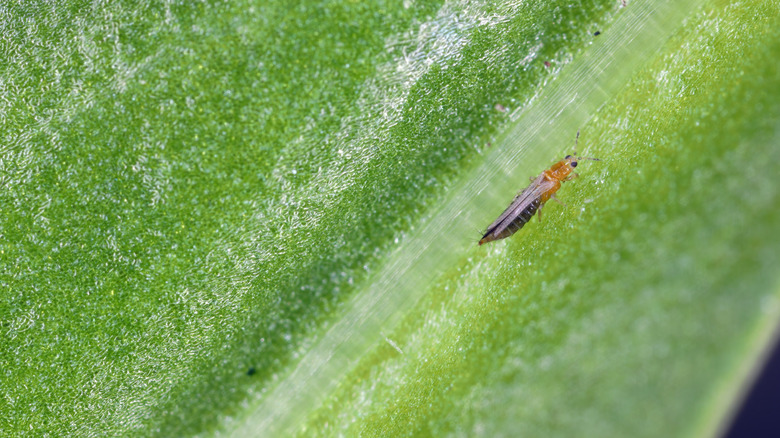 A thrip sitting on a leaf.