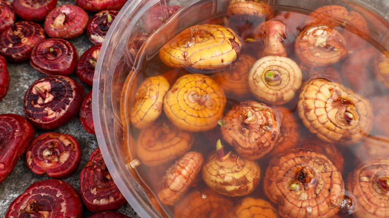 Flower bulbs soaking in a solution on a table with dry bulbs near the bowl.