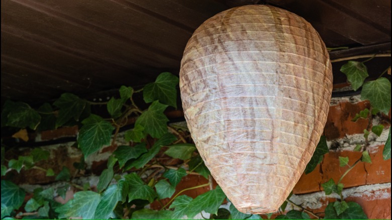 An imitation wasp nest hanging by a house.