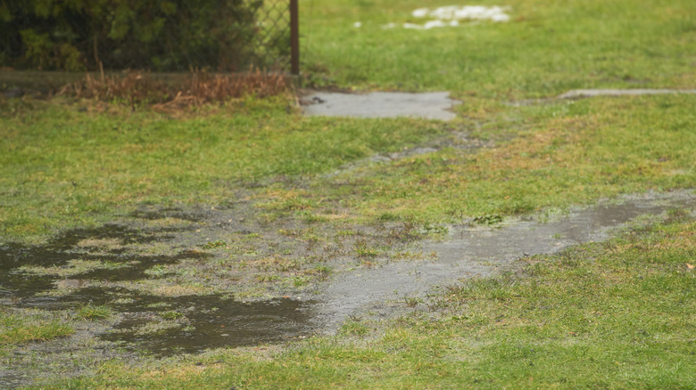 Standing water in a backyard