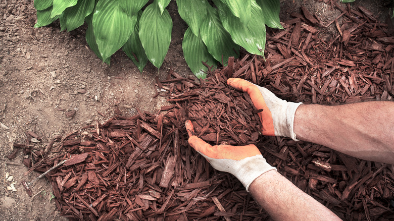 A man is putting shredded wood chips at the base of a hosta plant