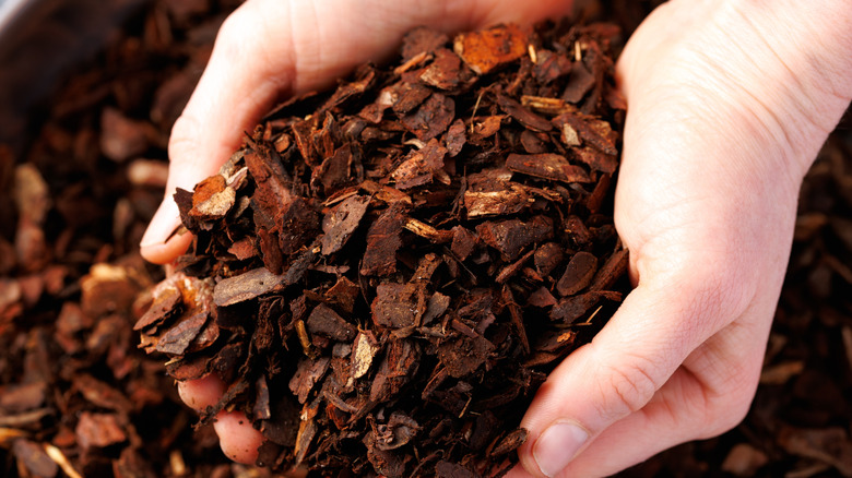 Hands holding brown wood chips.