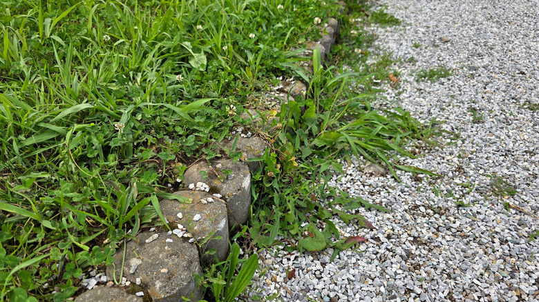 Weeds growing in a white gravel path next to a lawn.