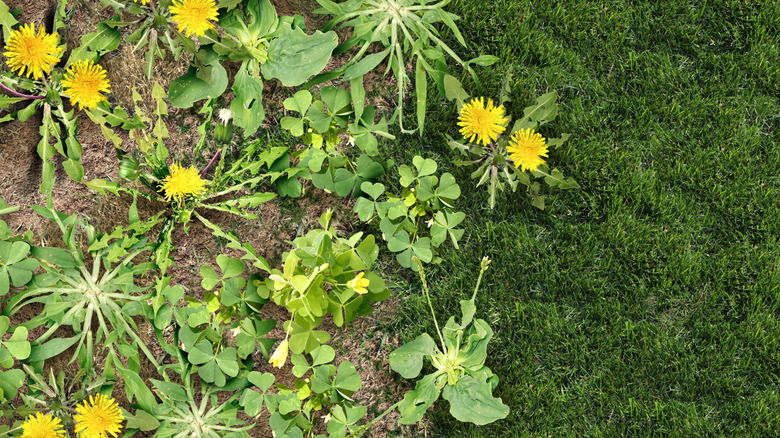 A garden full of weeds next to a lush green lawn.