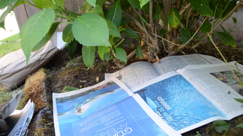 Full sheets of newspaper being laid down on top of soil.