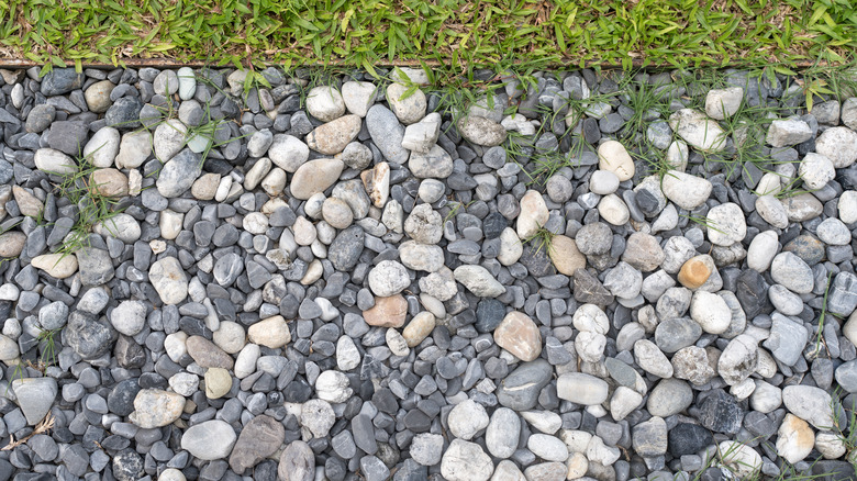 Weeds growing through gravel in a driveway