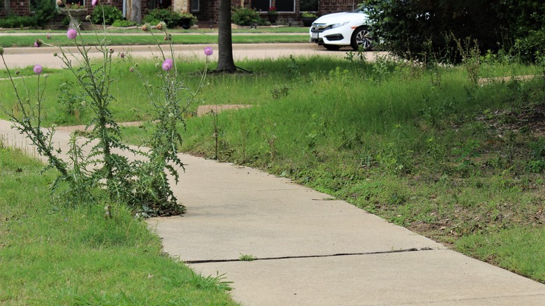 Weedy lawn and sidewalk