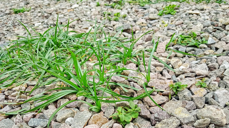 Various weeds growing through landscaping gravel