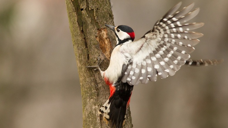 woodpecker with wings spread