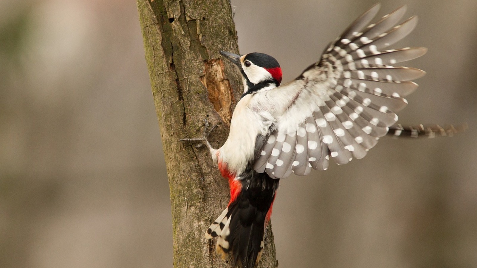 Prevent Woodpeckers From Ruining Your Home's Siding With These Helpful Tips