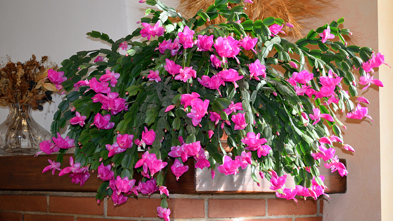 Christmas cactus in bloom