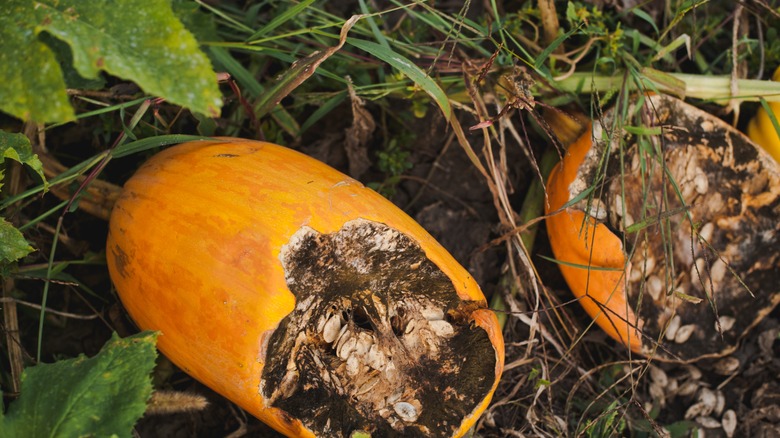 rotten pumpkin in garden