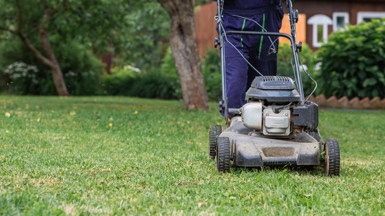 A man mowing his lawn with a push mower