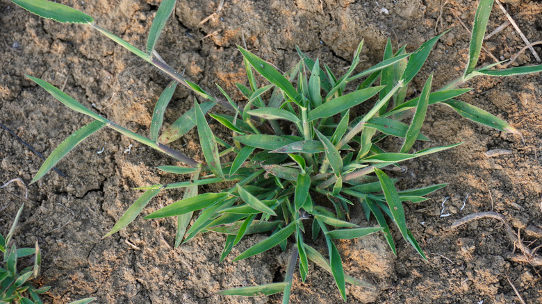 Close up of large crabgrass in soil
