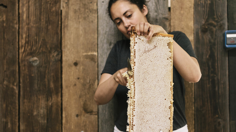Farmer cutting beeswax from frame.