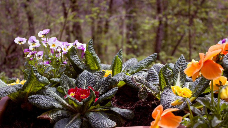 A delightful mix of purple, white, yellow, orange, and red pansies and primroses flourishes in a garden container, with a soft, natural woodland scene behind