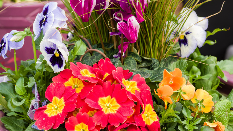 Primroses and pansies in a spring planter