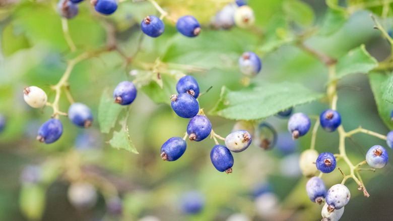A close-up of the blue berries on a sapphireberry tree
