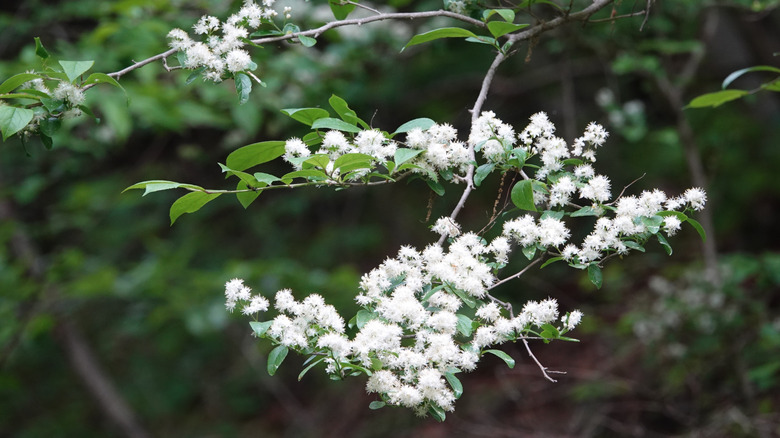 A close-up of a branch of a sapphireberry tree