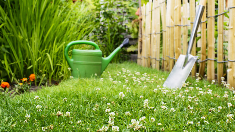 Clover blooms in a lawn.