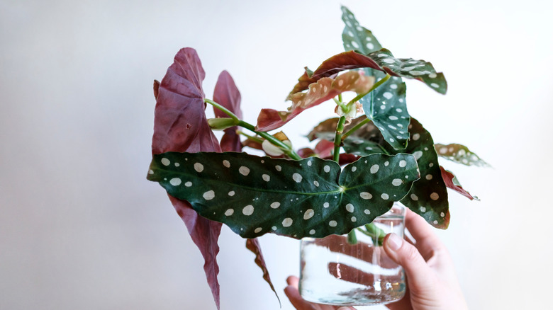 A cutting from a Begonia maculata sitting in a clear glass vase full of water.