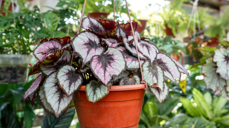 A painted leaf begonia growing in a hanging planter.