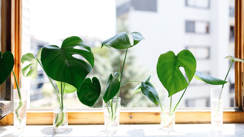 Monstera deliciosa cuttings in glass vessels in window